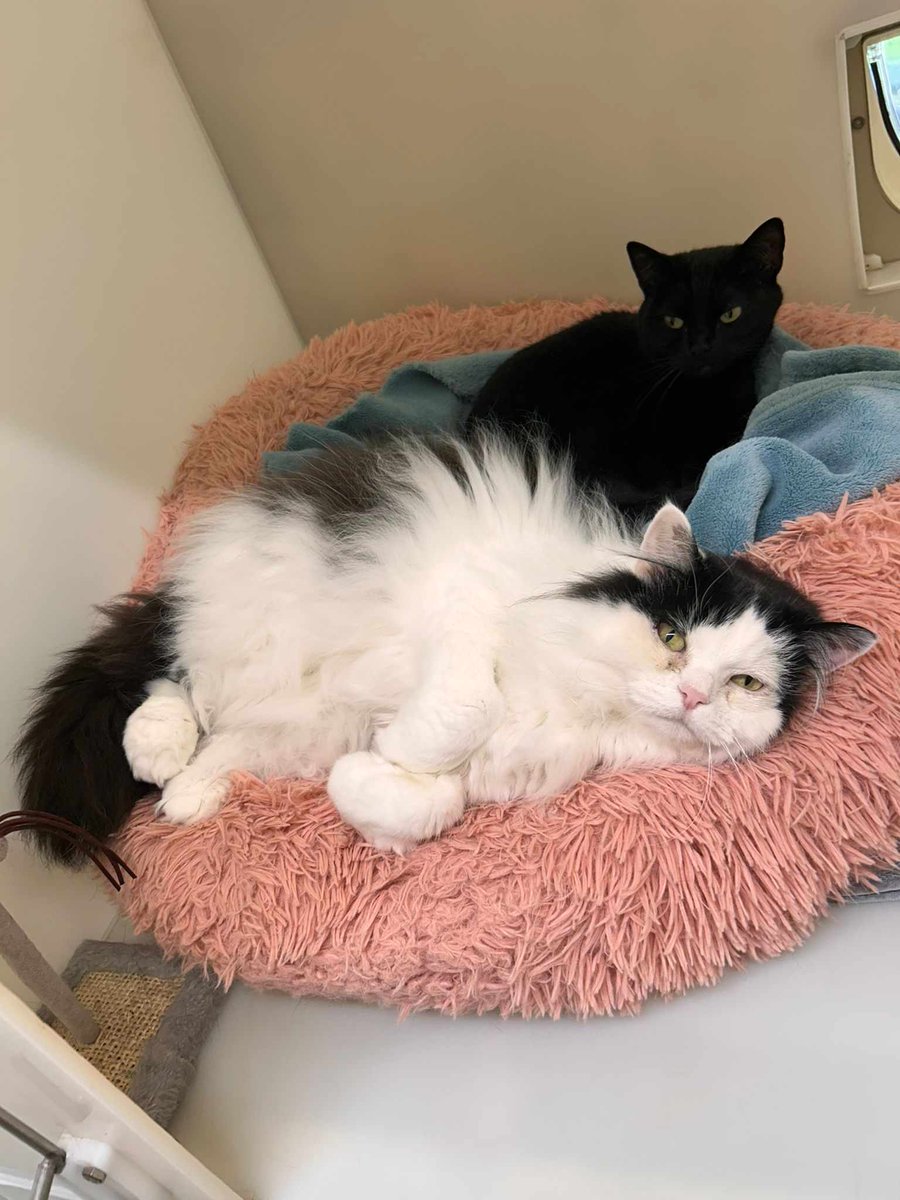 CAT OF THE MONTH - Molly and Mia
Some days are just all about getting cuddled up and snuggly.
gables.org.uk/cat-of-the-mon… 🧡
#findmeahome #areyououtthere #hello
#ineedafamilypicture #catofthemonth
#MollyandMiatheCats #mollyandmiacatsofthemonth