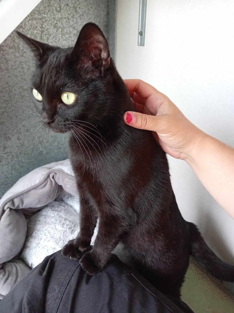 CAT OF THE MONTH - Molly and Mia
I wonder what has caught Molly's attention?!
gables.org.uk/cat-of-the-mon… 🧡
#findmeahome #areyououtthere #hello
#ineedafamilypicture #catofthemonth
#MollyandMiatheCats #mollyandmiacatsofthemonth