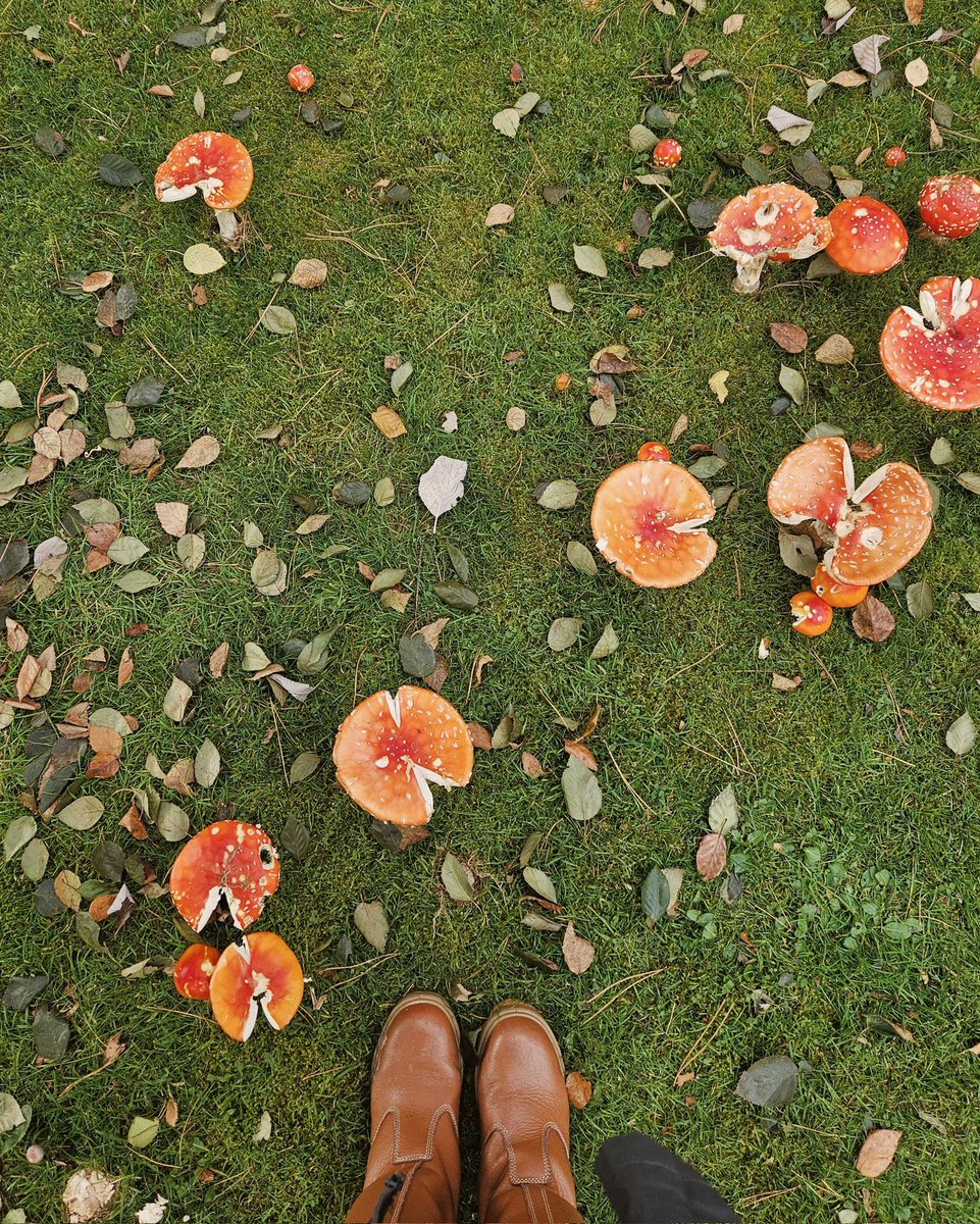 🍄 it's the most wonderful time of the year 🍄