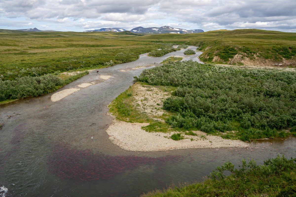 The last few documented salmon runs have shown high numbers — 2022 was the largest recorded sockeye run in Bristol Bay commercial fishing history. The 2023 salmon run was strong and healthy, with approximately 50 million sockeyes.