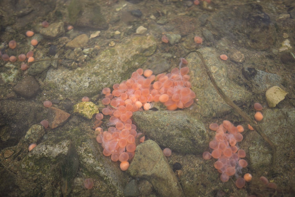 Currently, the salmon population is steady, but scientists continue to monitor and collect data to understand the impacts heat and weather patterns will have on future runs. Learn more about sockeye salmon in Katmai: nps.gov/katm/learn/pho…

Photos by <a href="/KatmaiNPS/">Katmai National Park</a>