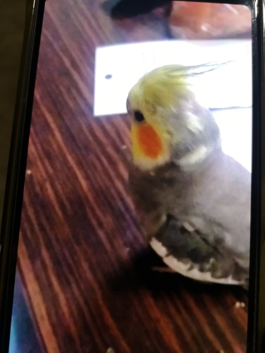 まめねこ tweet media