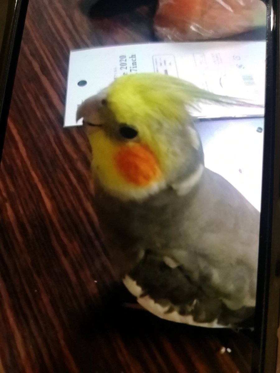 まめねこ tweet media