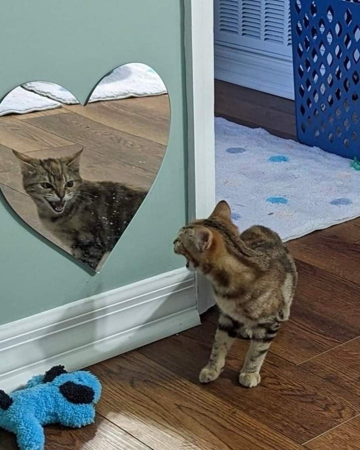 Punch Cat (@punchingcat) on Twitter photo 