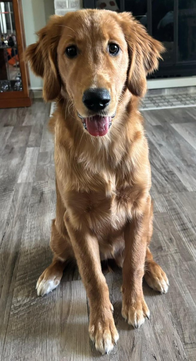 Don’t forget me for See Spot Walk @Julia Davis Park seespotwalk#idahohumanesociety #boisepetsitters #boisepetsitting #petsitting #dogfacts #dogwalking #dogs #cats #boisedogs #boisecats #boiseidaho #PetCare