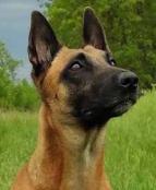 #belgianmalinois 
🐕‍🦺❤️😍