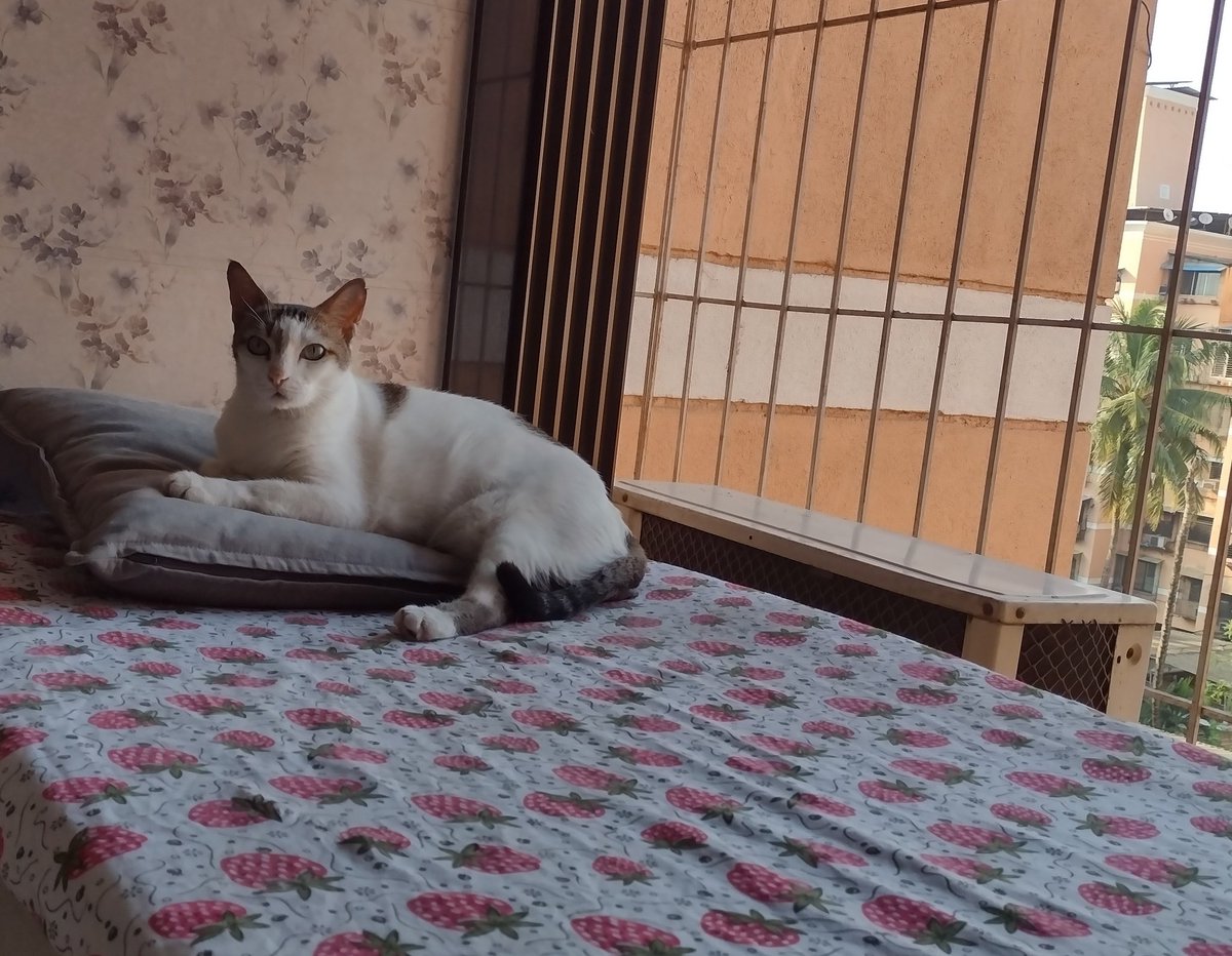 vidya_heble's tweet image. Window seat on a fine day for Ms Grau. #CatTwitter