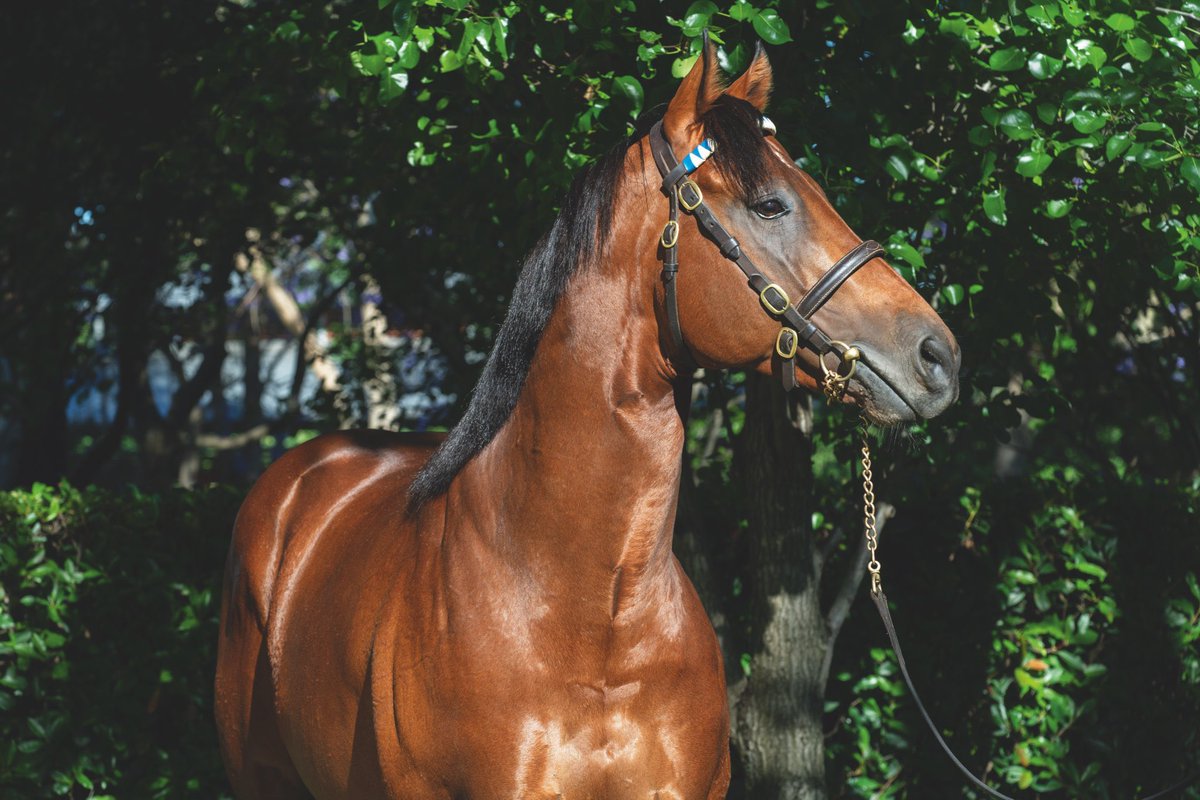 bloodstocknews's tweet photo. 🔷 More Stakes success for @DarleyEurope's TERRITORIES (pic Katrina Partridge) 🔷

The @RalphBeckett-trained GREY’S MONUMENT (GB) wins the Listed EBF Guisborough Stakes @Redcarracing under @Rossaryan15 - a second Stakes success for the 4yo gelding 🏆 

A graduate of @Tattersalls1766 and @Goffs1866, he was more recently purchased from the Orby Sale for €65,000 by @A_C_Elliott from Clonmult Farm.

Catch the race review in tomorrow’s EBN
#ReadAllAboutIt