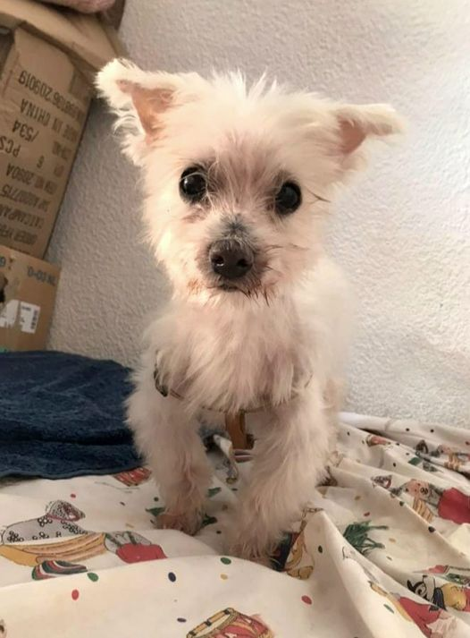 siviaromera1's tweet photo. VALENCIA
Ayuda
Nos echan a la calle no tenemos donde ir
Tengo 16 años peso 3kg mi mami tb es mayor y no tenemos familia
Necesitamos quedarnos en la zona de Valencia ya q los médicos de Mami están aquí
Tampoco quiere dejarme
Nos quedan 2 semanas
Alguien puede ayudarnos? 
617115250 https://t.co/lCiCGvK0DU