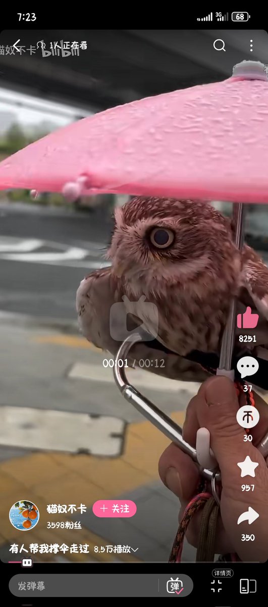 Fall_sovnd's tweet photo. dr.ratiowl has his own umbrella☂️
#aventio https://t.co/Sx5j2v0jb0
