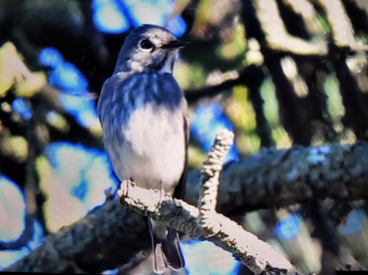 Dark-sided Flycatcher, Muscicapa sibirica photographed at Wassenaar, Meijendel, Zuid-Holland by Bas van Gennip - the 1st record for the Netherlands and 3rd for Western Palearctic