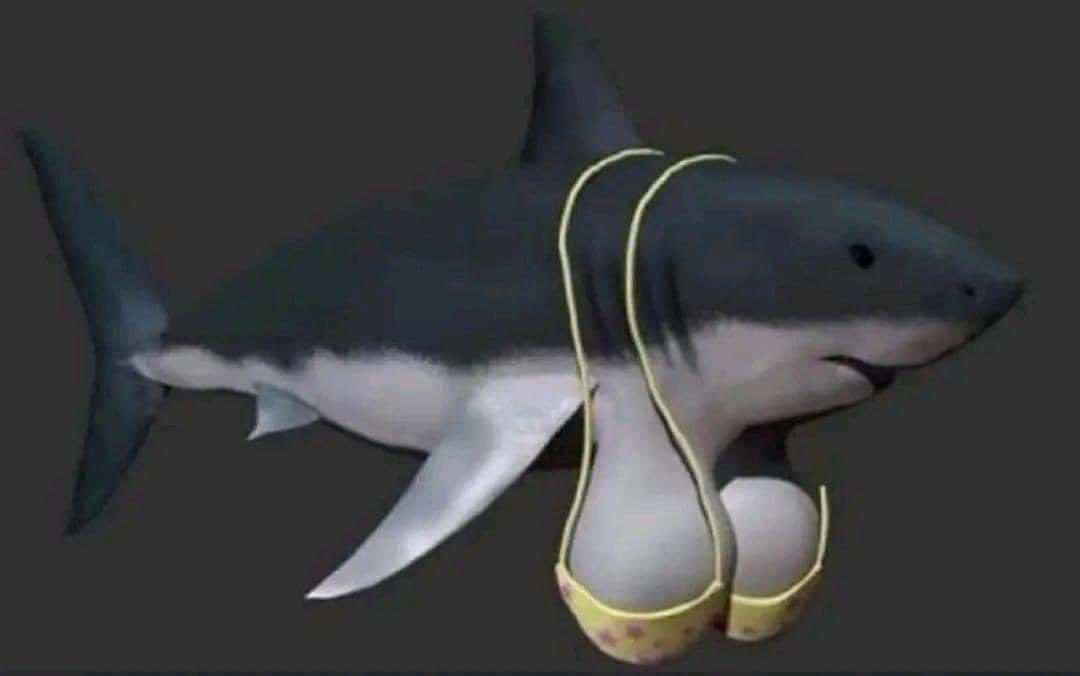 __bee_kay__'s tweet photo. Me if I was a shark https://t.co/csUiKWzwuz