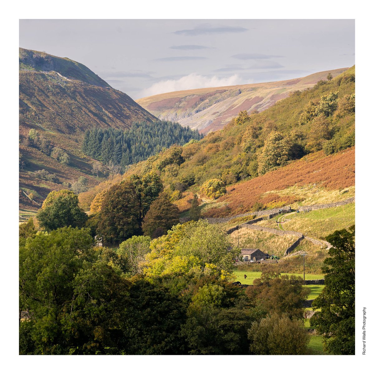 Yesterday's Autumn Colours. #Swaledale #YorkshireDales