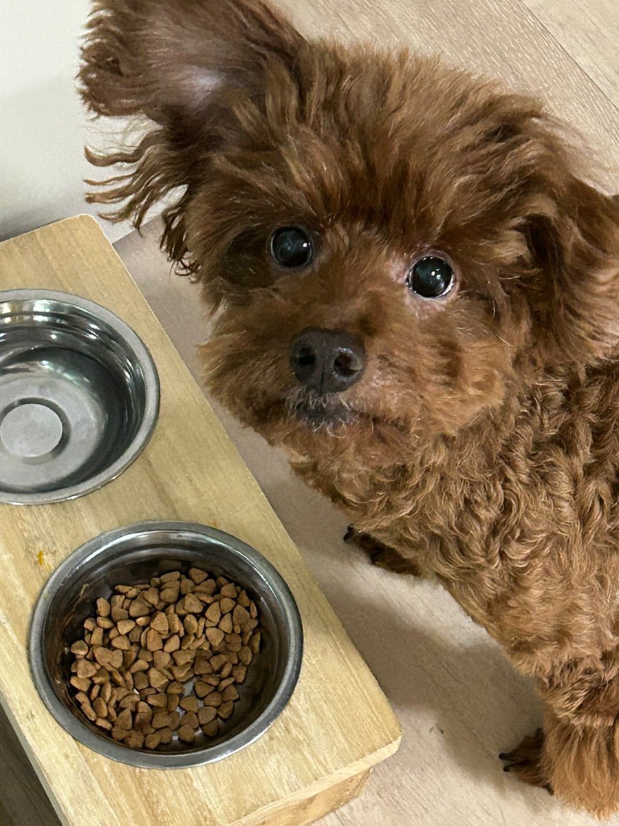 sarang plus chat update 🤎

#izna #이즈나