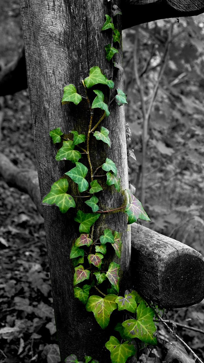 yoshi1509's tweet photo. Der #Herbst ist gekommen und zeigt sich teilweise schon von seiner #farbenfrohen #Seite.
#inktober2024 #autumn2024 https://t.co/l5huzyLur0