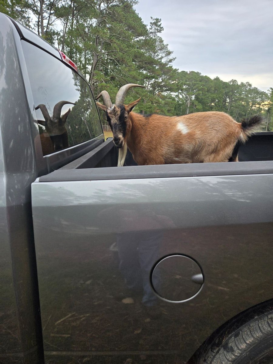 Sometimes a farmhand's other job is an Uber driver lol #ramboTheGoat