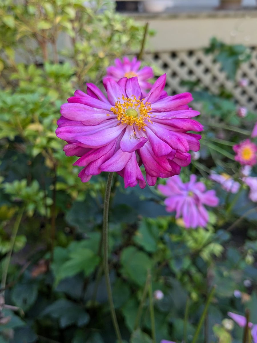 Deepa Kylasam Iyer (@iamdki) on Twitter photo And finally, Fall is here and berries and asters are in full bloom. <a href="/Cornell/">Cornell University</a> <a href="/downtownithaca/">Downtown Ithaca</a> #ithaca #fingerlakes #upstateny And finally, Fall is here and berries and asters are in full bloom. <a href="/Cornell/">Cornell University</a> <a href="/downtownithaca/">Downtown Ithaca</a> #ithaca #fingerlakes #upstateny