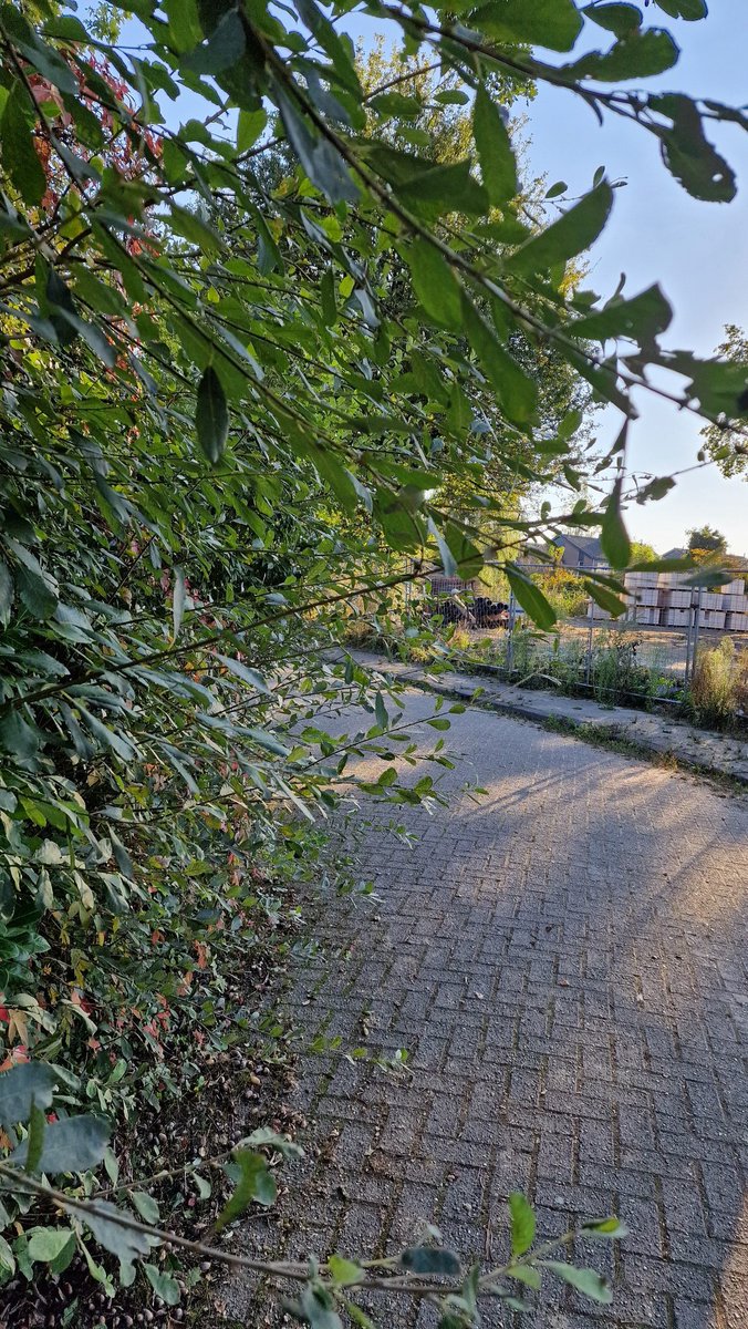 Hoeveel meldingen moeten wijkbewoners eigenijk doen <a href="/gemeentenuenen/">Gemeente Nuenen</a> voordat er gesnoeid gaat worden? (Ingang hofje Brabantring groeit dicht - verkeersgevaarlijk).