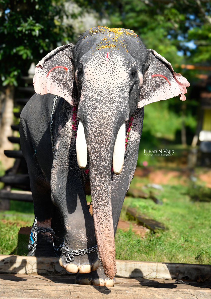 nihadvajid's tweet photo. Puthupally Sadhu ❤️‍🔥

#elephantlover #aana #nikonphotography https://t.co/fVVPexV6fV