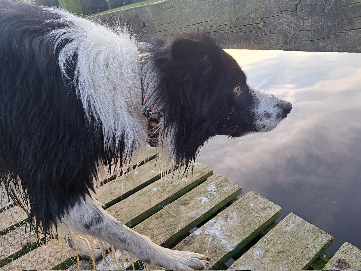 Halo Ronan and Gaffer tweet media