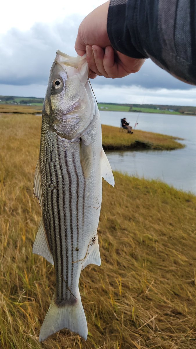 Auxiigen's tweet photo. Fish https://t.co/ZjW9X2O3eU