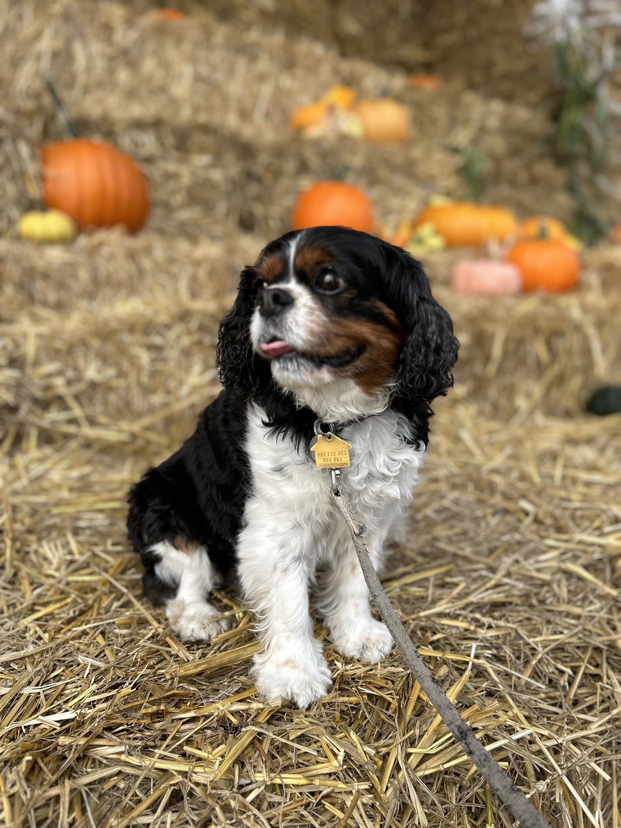 Fall agrees with me!