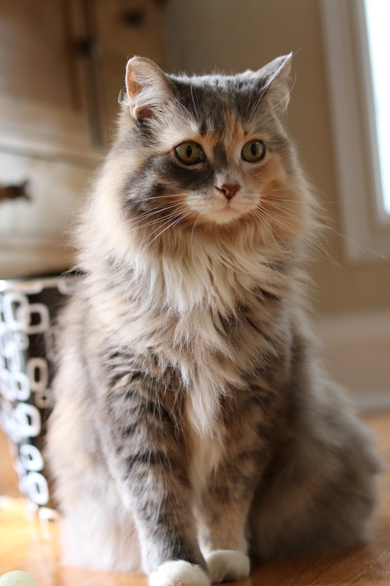 corinne 🐕🐈🐈🐆 tweet media