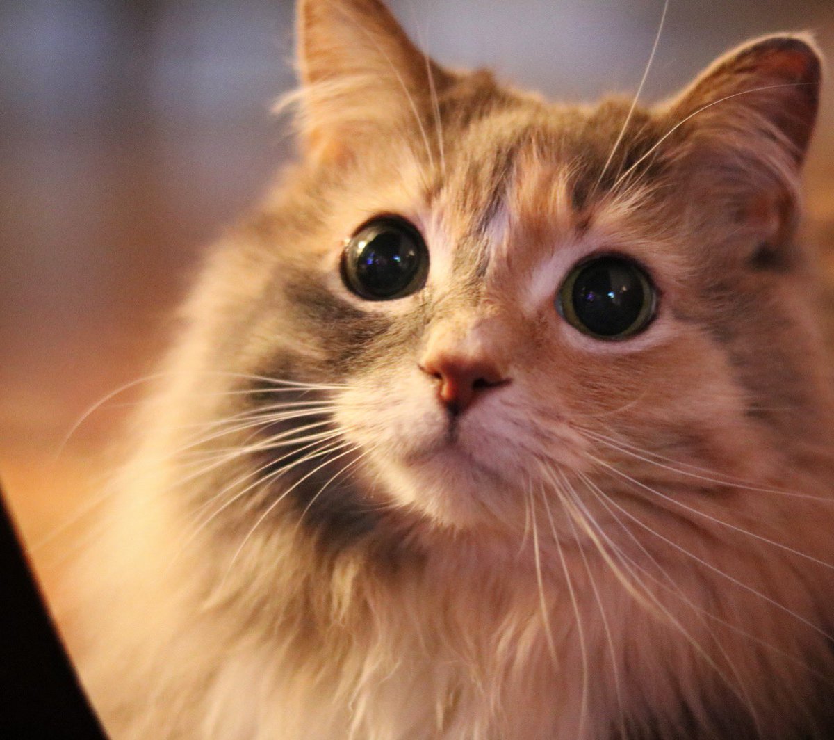 corinne 🐕🐈🐈🐆 tweet media