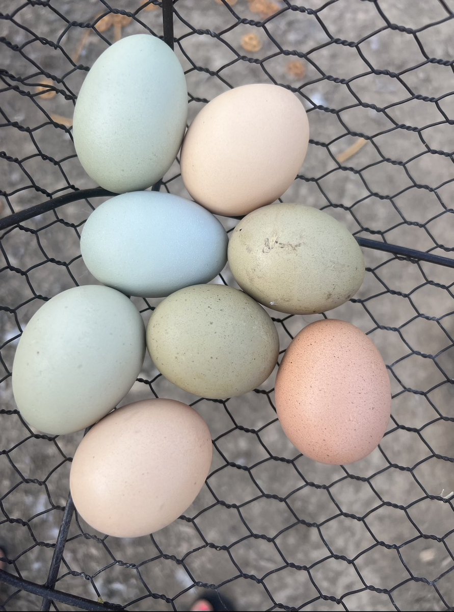 Been a while since I posted a pretty egg pic 😍