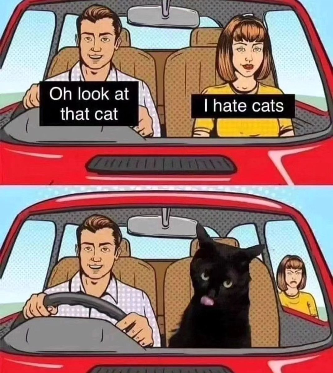 Punch Cat (@punchingcat) on Twitter photo 