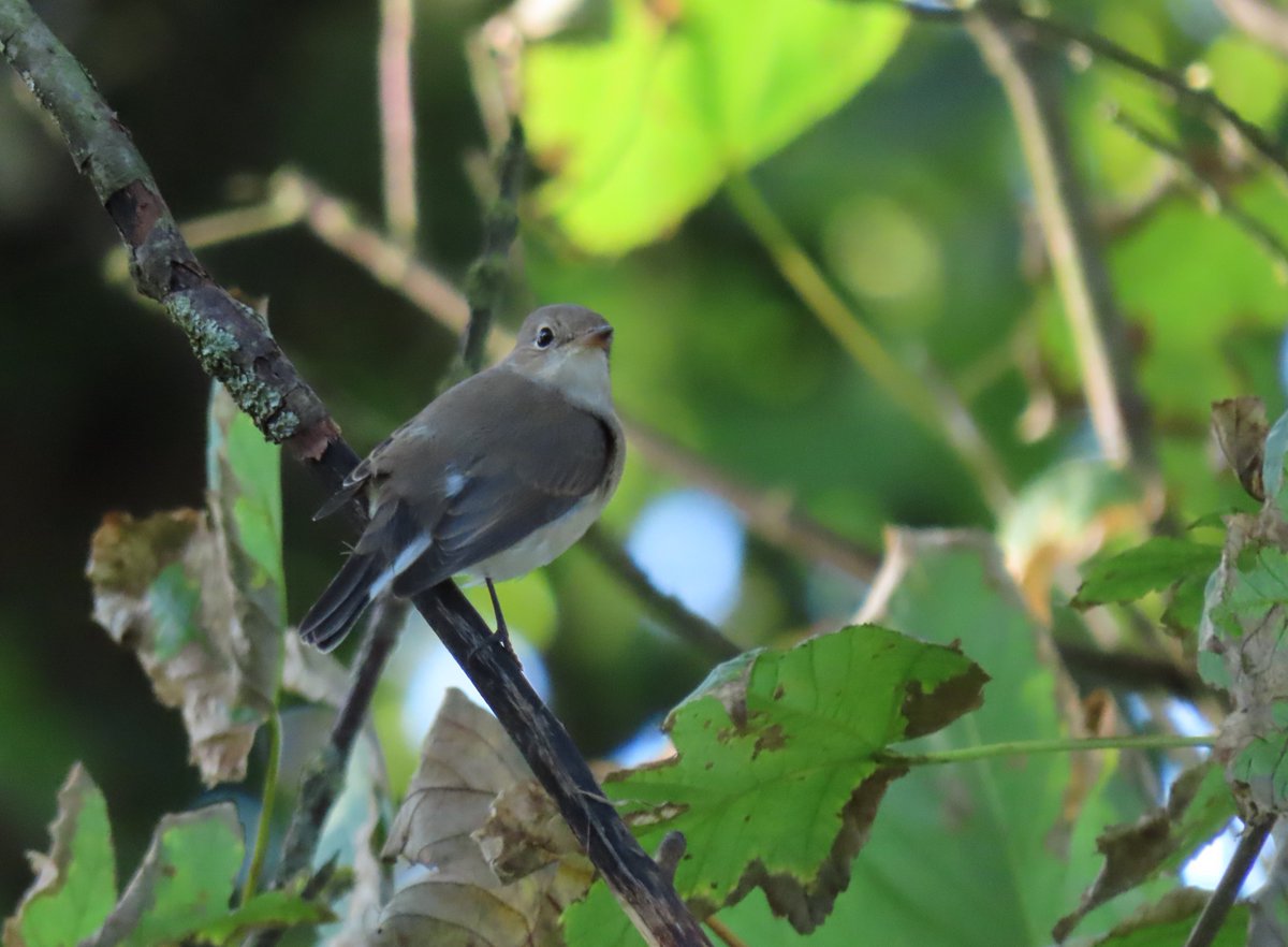 The Red-breasted Flycatcher in the Top Wood, South Foreland this afternoon.