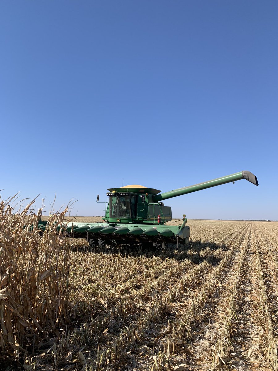 JasonBecker4955's tweet image. I enjoy picking 12% moisture corn while it’s 95 degrees and 30mph wind in October about as much as I enjoy Oklahoma State football at the moment