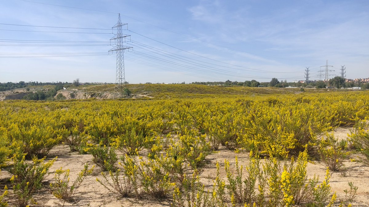 Adrián Sánchez Albert tweet media