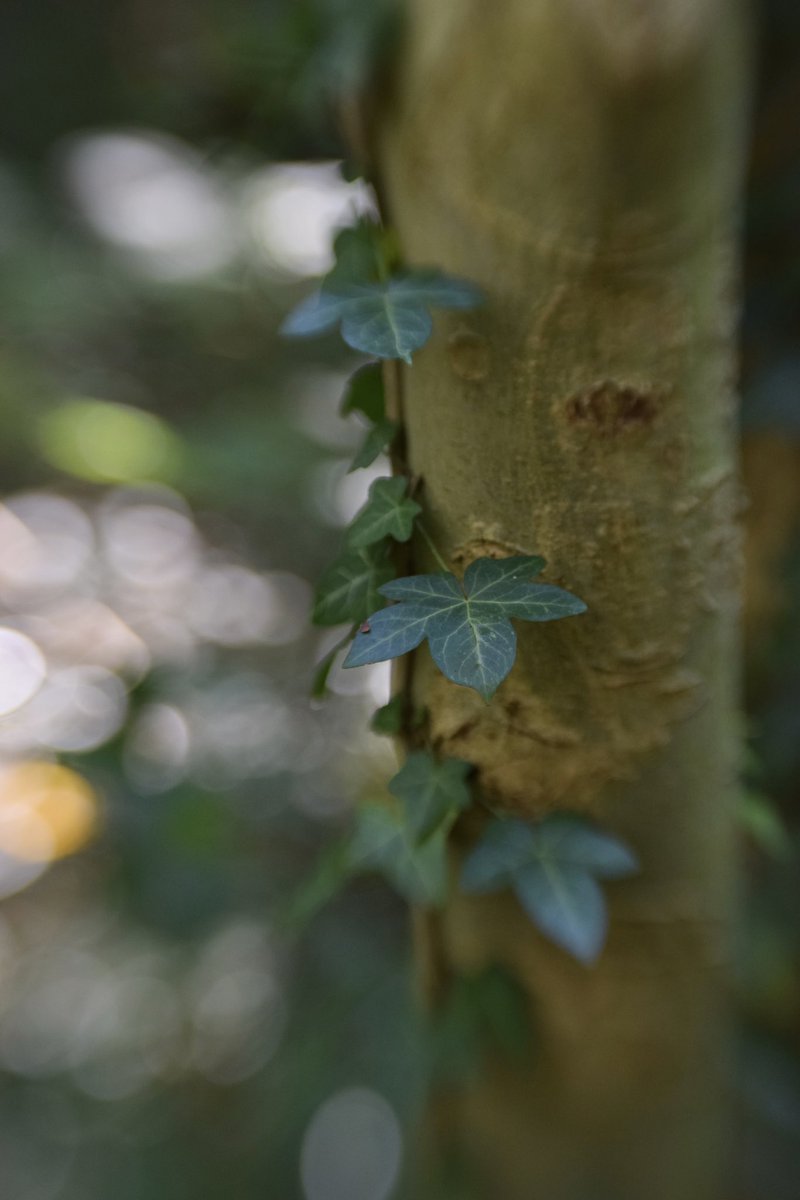 Vandaag fietste ik 17 km naar het bos om daar te ontdekken dat het halve bos afgesloten was door werkzaamheden. Met wat zigzaggen toch 5 km gelopen. Bos is echt te klein. Wel lekkere moody foto’s gemaakt met mijn Lensbaby.
