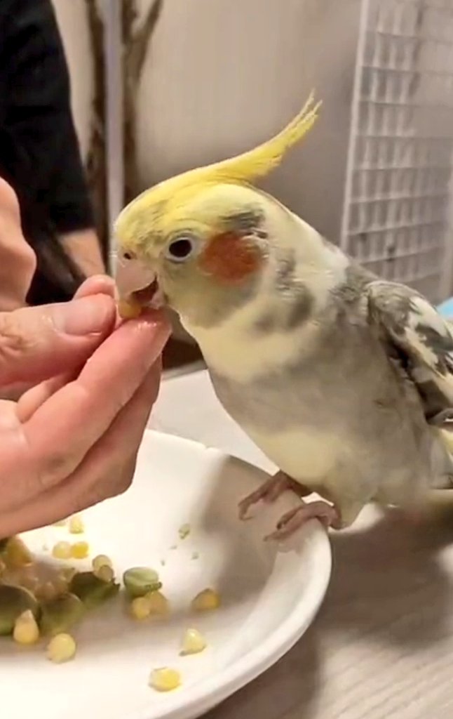 wasizu7masahiko's tweet photo. 🔶#拡散RP希望🔶
よろしくお願いします🙏#迷子インコ #長期間迷子
❇️名前『ぽー🐥ちゃん』🐸🎃
⭕#オカメインコ #パイド
⭕お喋り⇒クイーンの歌、たけちよ🎵
⭕保護されて💖いませんか？(^-^;💦
⭕香川県 #高松市栗林町 ～迷子😢
⭕令和3年9月5日以降行方不明😭
#どんな些細な情報でもお願いします🙏 https://t.co/VvVwZ2eKzH