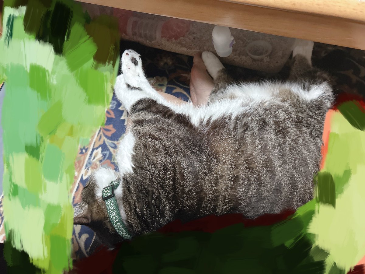 Mac_osu's tweet photo. 滅多に甘えてこないからこそ可愛いけど......あなた自分の体重をお分かりで......？8キロを5分以上足に乗せてたら痛いのよさすがにｗ
地べたでかってぇ床だし！ｗ
てかそもそもこんな膝でグデ〜ってなる？ｗ
#猫ちゃん 
#猫好きさんと繋がりたいたい 
#重い猫 https://t.co/lTBN0yNujW