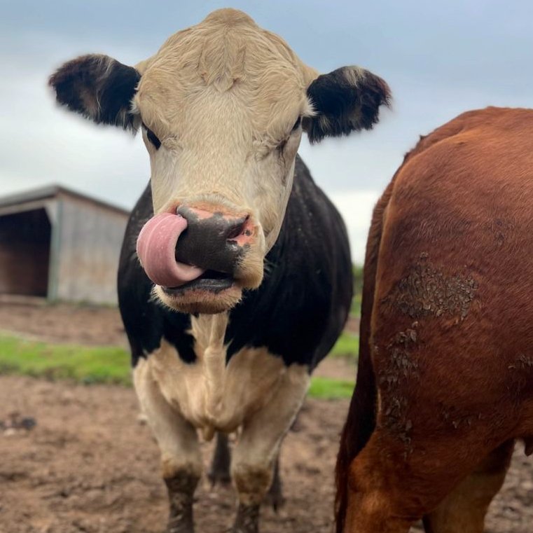 CowoftheDay1's tweet photo. 📅 9th October 2024
🐮 Fuzz
🏷️ Instagram/farmhousegardenanimalhome
💕 #animaloftheday https://t.co/8cOGMcG1KN