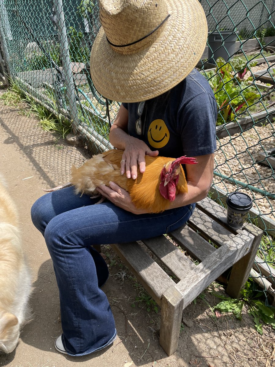 HeatherThomasAF's tweet photo. Deep breath, coffee, pet your rooster, keep volunteering and we’ll win this.
#VolunteerBlue