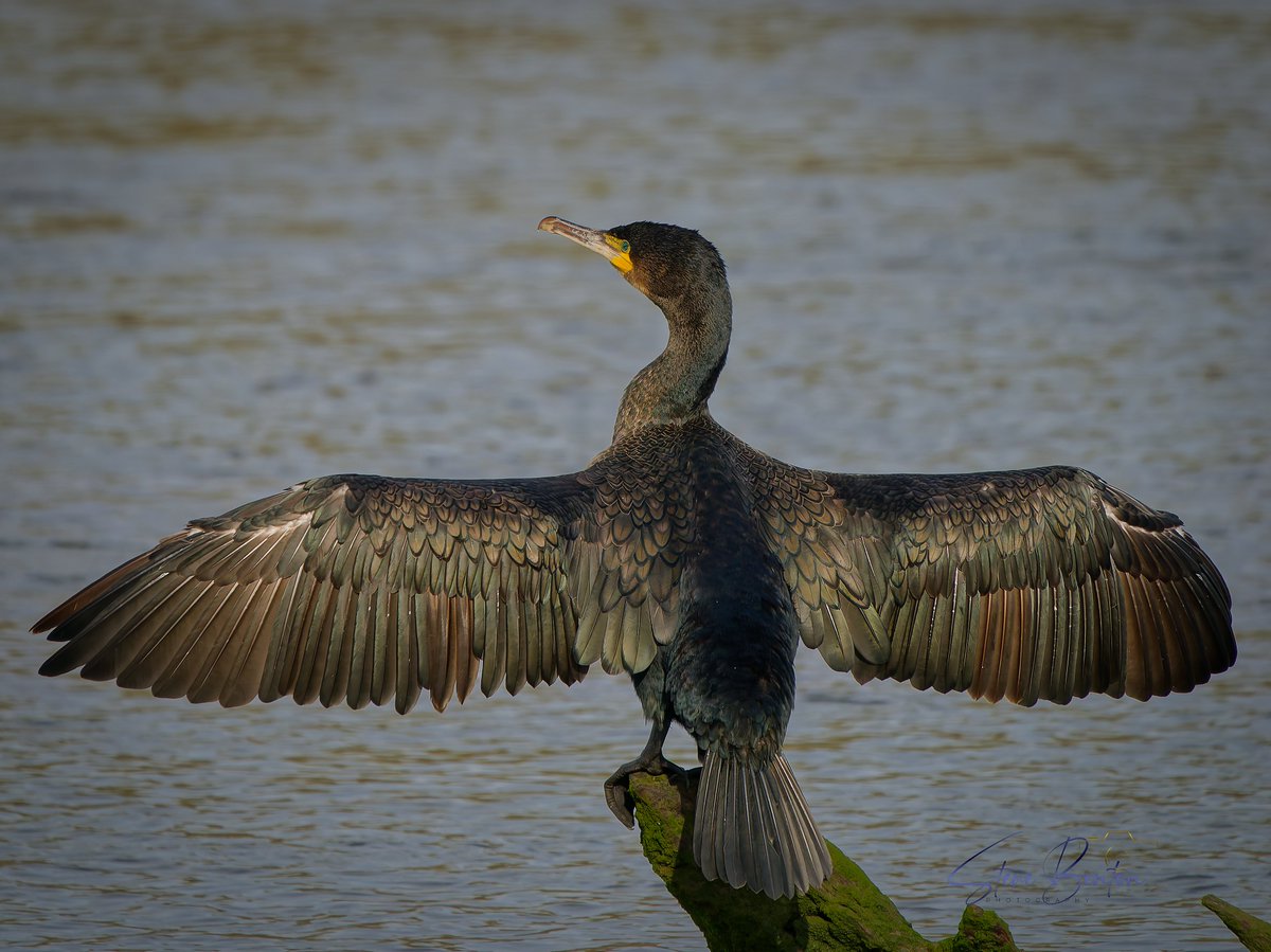 bentos1368's tweet photo. A stroll along the Ogmore River to test out a new lens found its fair to say the local Cormorants were looking in fine fettle with glorious sunshine bringing out some impressive iridescence on their feathers... @BBCSpringwatch @glamorganbirds #ogmorebysea #cormorant #OM1 https://t.co/zmHUhkdRT6