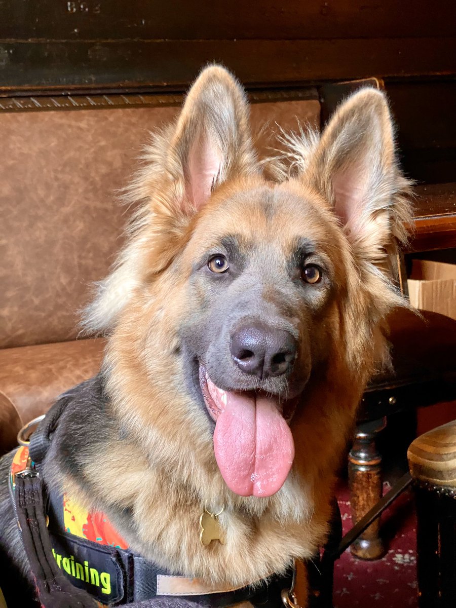 relish_hendy's tweet image. She’s so beautiful 😭😭😭
#Nanook #SupportDog #Deaf #Autism #GSD #InTraining #Sheffield #GermanShepherd