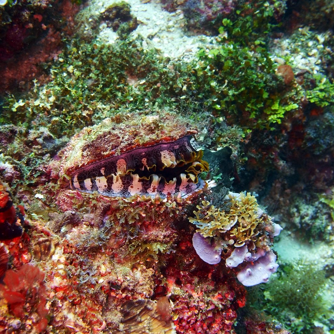 Ocean’s wonders 🐚

A stunning Spondylus oyster seen on a Pemba Island reef.

🌐 fundiverszanzibar.com
📷 Cholo @fundiverszanzibar

#pemba #oceanlife #oysters #underwaterphotography