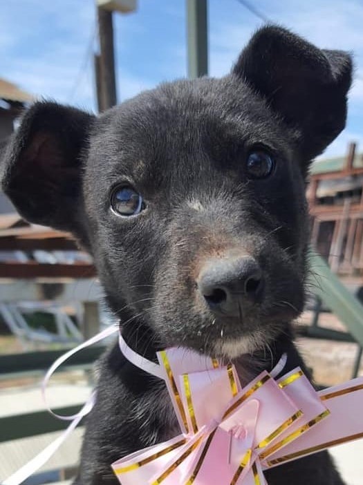 eltuitdemarsh's tweet photo. Urge ayuda para 9 bebés abandonados. Son 5 hembras (negritas) y 4 machos (claros) que se encuentran en una empresa y corren mucho peligro de ser atropellados. Se comprometen a trasladarlos si deseas adoptar! Si deseas darle(s) un hogar, llama al +56997424747. Favor RT!
#Lampa https://t.co/289Ek8hLdO
