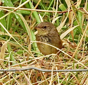 Phil Jones tweet media