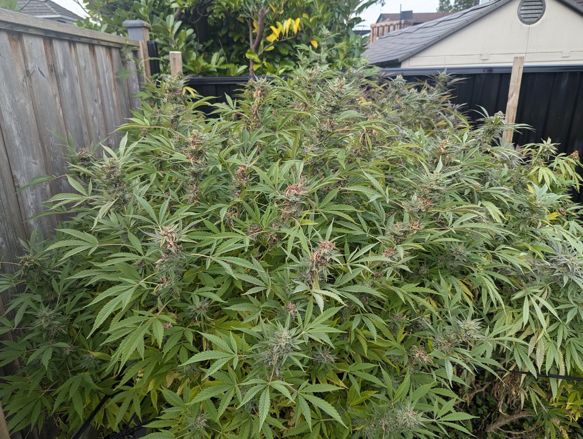 Purple Ghost Candy with that usual fade...so much bud rot though lol...was a fun experiment though.  Wasn't expecting much from this outdoor grow.