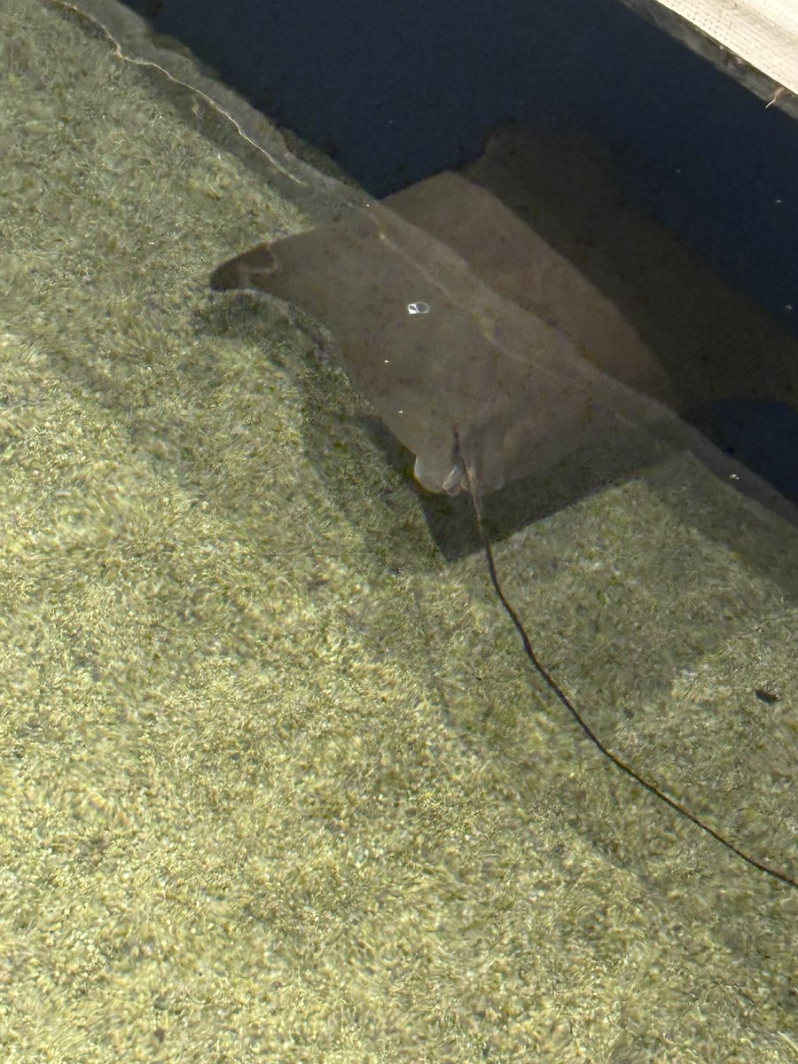 kirkrarri's tweet image. omg i met sting ray robb at the aquarium!!!
