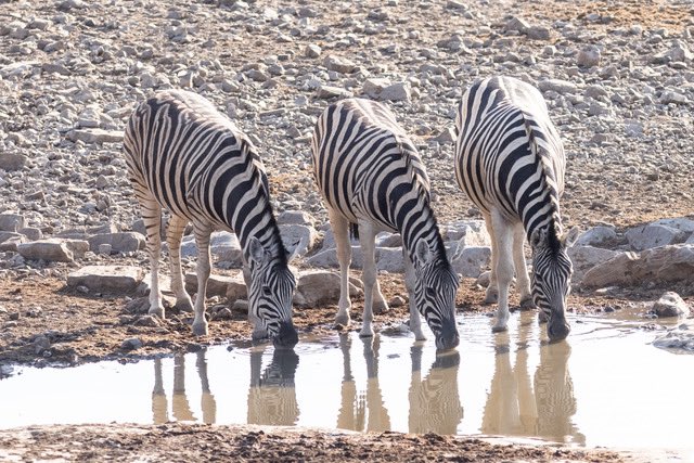 DavidFeatherbe's tweet photo. Etosha National Park, Namibia https://t.co/polBzEnJZ2