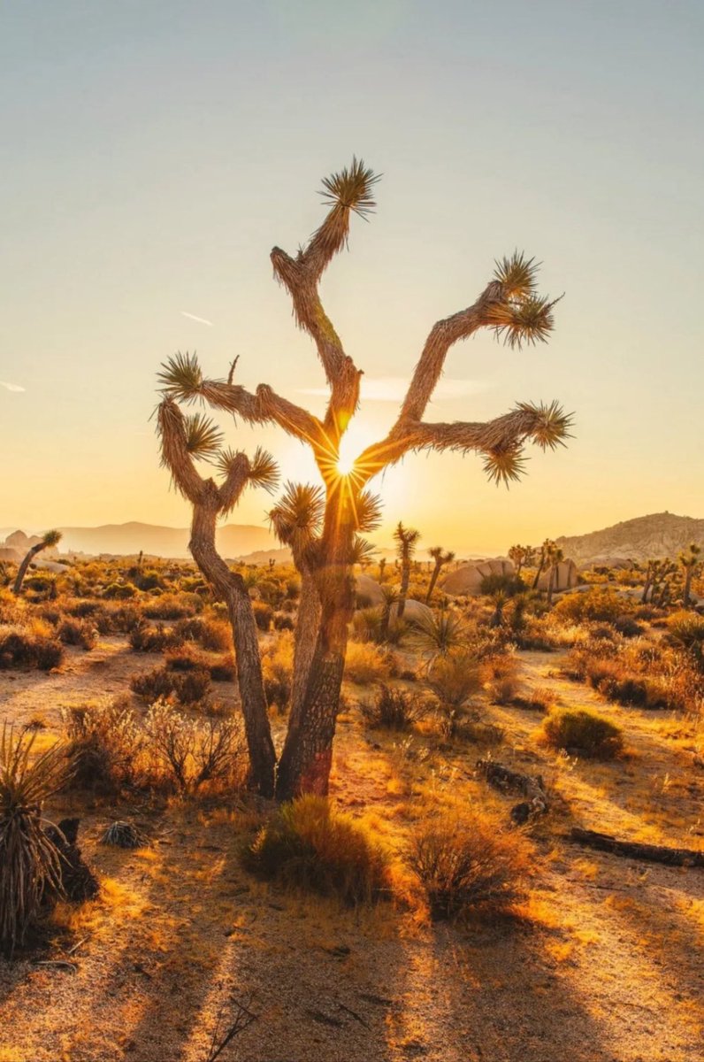 NET ZERO - Protests continue against 4,200 protected Joshua trees being cut down and replaced with SOLAR PANELS  for the Aratina solar project CA.

The solar company will pay into a ‘mitigation’ fund based on the size of the tree.

For context, a Joshua tree is incredibly slow