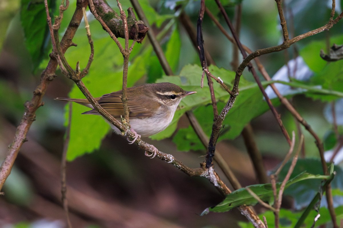 Heading back to London after a crazy few days on the Yorkshire Coast. So pleased to have connected with the Pale-legged Leaf Warbler before its departure. Nice to get some absolutely mega views and see so many familiar faces.