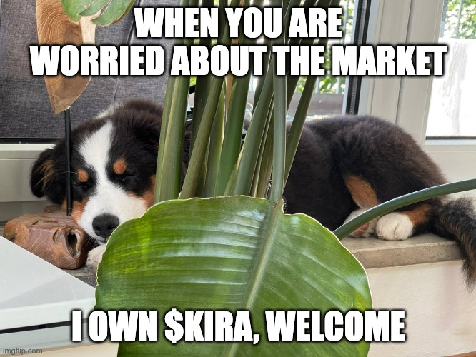 KiraBaby (@realkirababy) on Twitter photo 