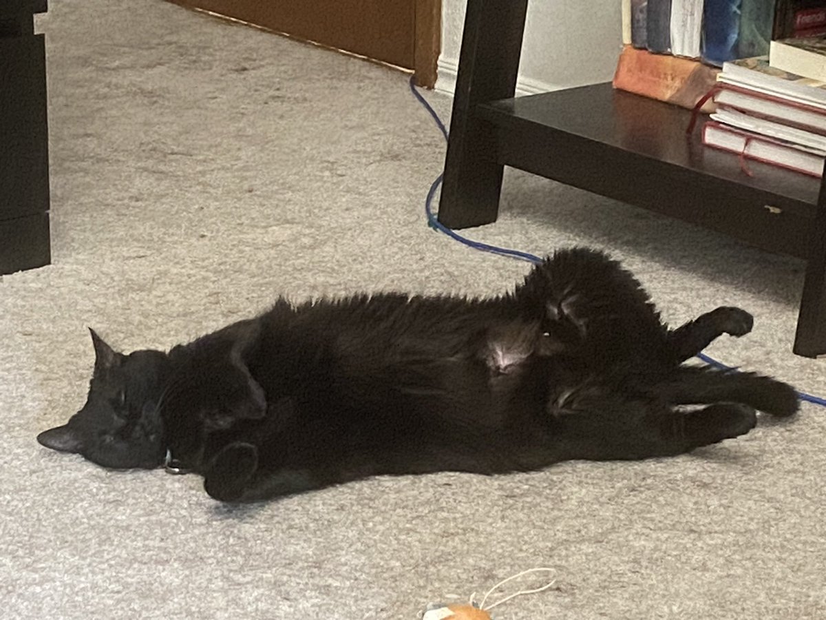 Zzzzzzzzzzzzz
#CatsOfTwitter